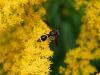 Eumenes coronatus